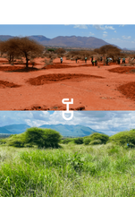 Load image into Gallery viewer, Plant a tree